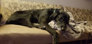 black labrador retriever sleeping on sofa