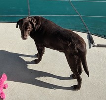 Chocolate Labrador Retriever by pool
