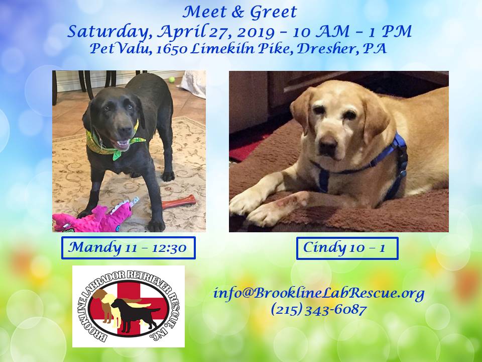 Meet & Greet meet Mandy and Cindy, two adoptable Labrador Retrievers