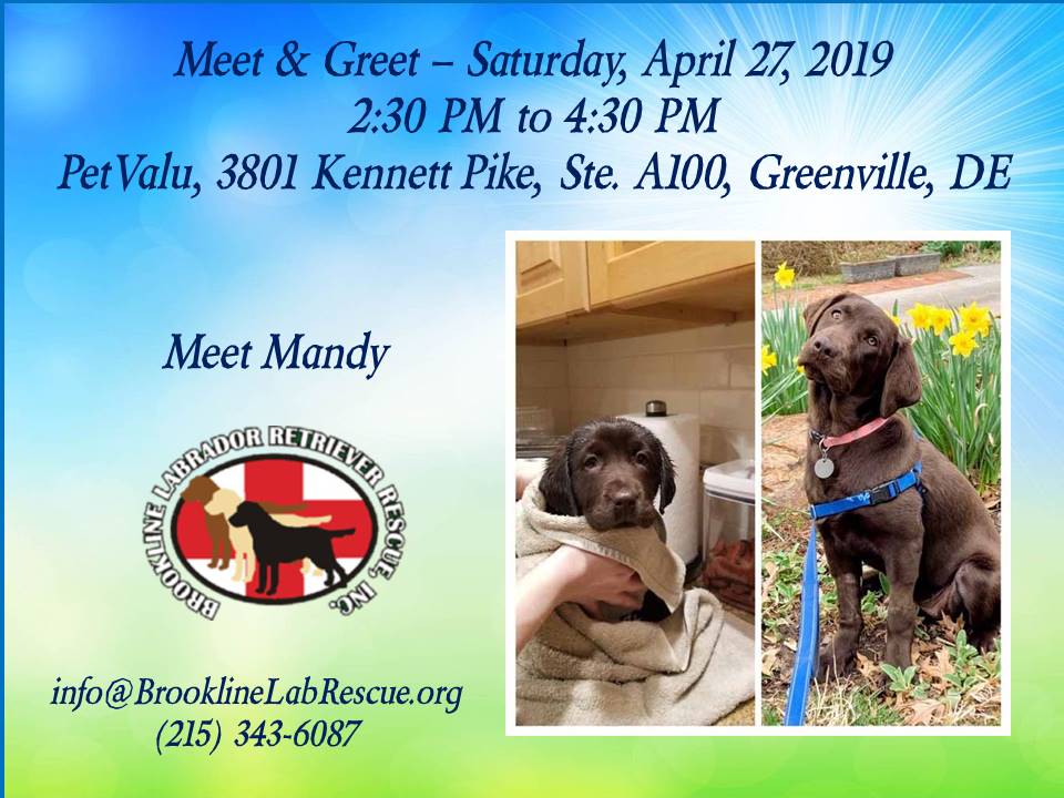 Meet & Greet Mandy chocolate Labrador puppy