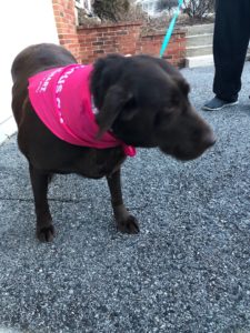 Chocolate Labrador Retriever pink bandanna