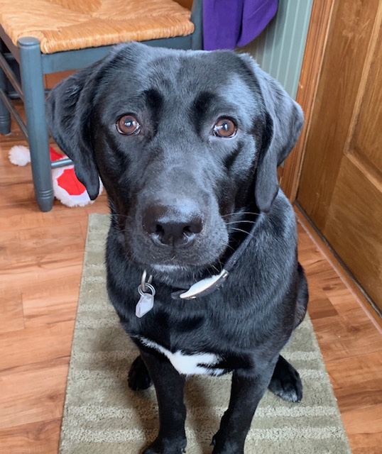 Charlotte black lab | Brookline Labrador Retriever Rescue