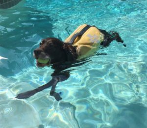 Chocolate Labrador Retriever swimming