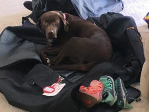 Chocolate Labrador Retriever in duffel bag
