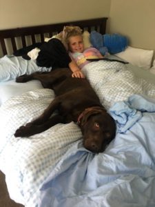 Chocolate Labrador Retriever and girl on bed