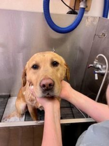 yellow Labrador Retriever in bath