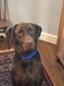 Chocolate Labrador Retriever Tully 2018