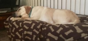 yellow Labrador Retriever sleeping on the bed