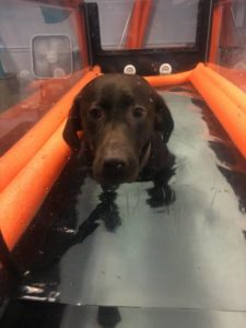 Chocolate Labrador Retriever doing water therapy