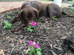 chocolate Labrador Retriever in flowers