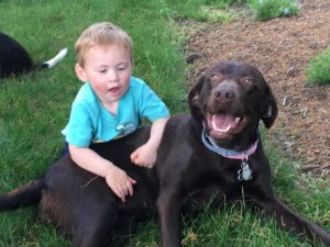 chocolate Labrador Retriever and boy