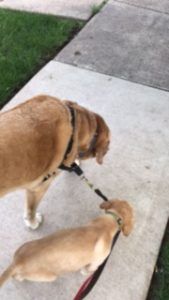 yellow Labrador Retriever Puppy walking an adult dog