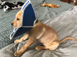 yellow Labrador Retriever puppy in cone
