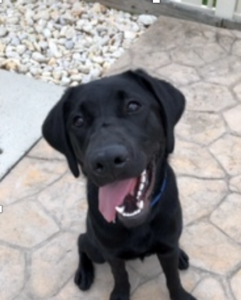 black Labrador Retriever face tongue out