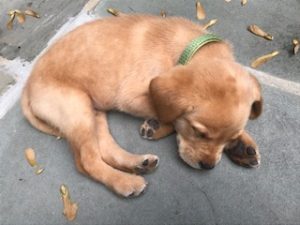 Yellow Labrador Retriever Puppy sleeping