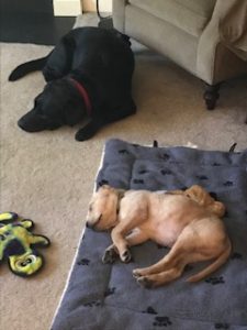 black and yellow Labrador Retriever Puppy sleeping