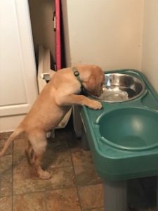 yellow Labrador Retriever Puppy trying to drink out of elevated bowl