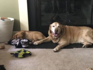 two yellow Labrador Retriever