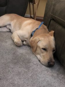 yellow Labrador Retriever sleeping