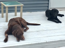 chocolate and black Labrador Retriever laying down