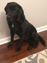 black Labrador Retriever sitting