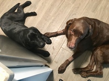 chocolate, black Labrador Retriever laying down