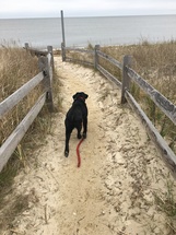 black Labrador Retriever on the beach