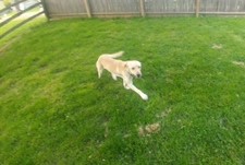 yellow labrador retriever running in grass