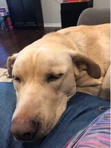 2 year old yellow lab Molly