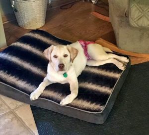 Winnie, the yellow Labrador puppy, chilling on her bed