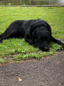 black labrador Retriever laying down