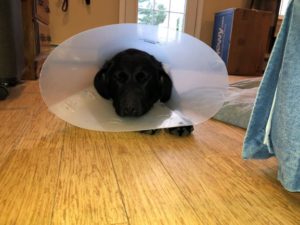black Labrador Retriever in the cone of shame