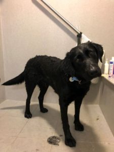 black labrador Retriever in shower