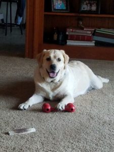 yellow Labrador Retriever with red toy