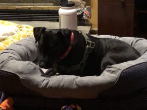 black labrador retriever mix on dog bed