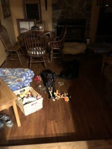 black labrador retriever laying wit h toys