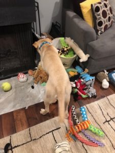 yellow Labrador Retriever in toy box