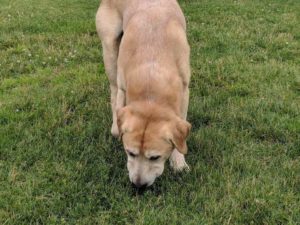 yellow Labrador Retriever sniffing grass