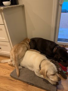 two yellow and one chocolate Labrador Retriever snuggleing