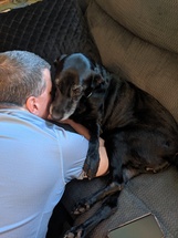 black Labrador Retriever on sofa