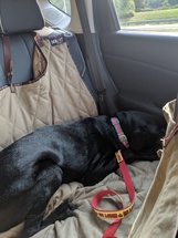 black Labrador Retriever in car
