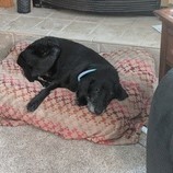 black Labrador Retriever on dog bed