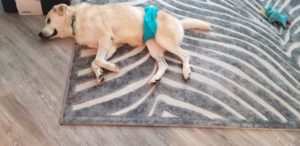yellow Labrador Retriever laying down