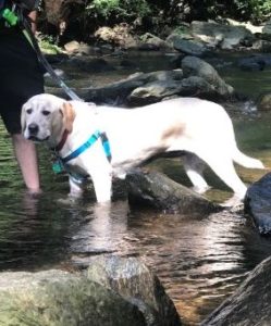 yellow labrador retriever profile in stream