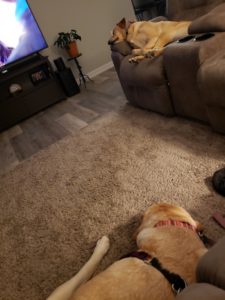 two yellow Labrador Retriever laying down