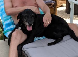 black Labrador Retriever relaxing by the pool