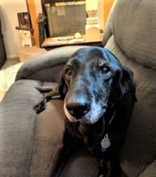 black Labrador Retriever on sofa