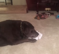 chocolate Labrador Retriever with toy