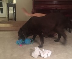 Labrador Retriever with toy