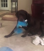 Labrador Retriever with toy